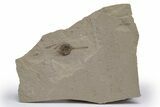 Valved Seed Pod Fossil - Green River Formation, Utah #219759-1